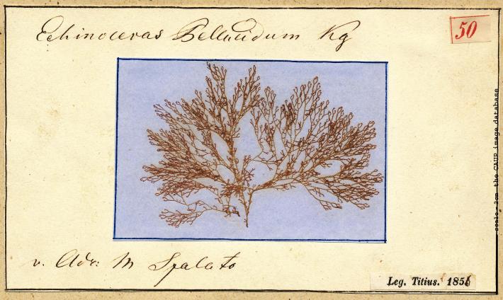 Ceramium deslongchampsii_50.jpg
